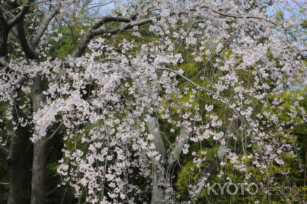 長岡天満宮　グラウンドの桜３