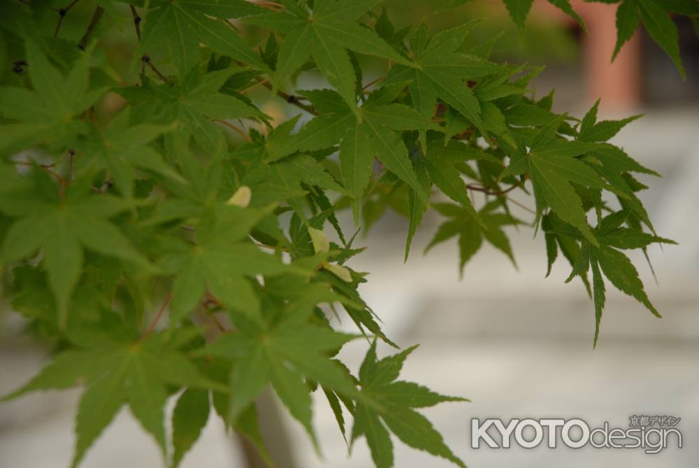 智積院の青もみじ