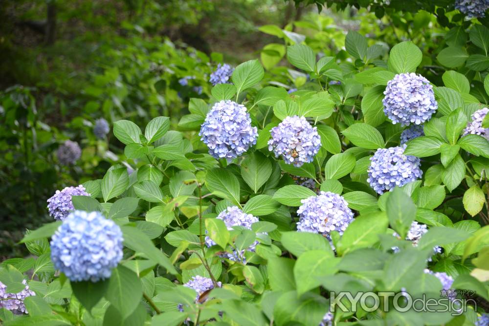 智積院あじさい１