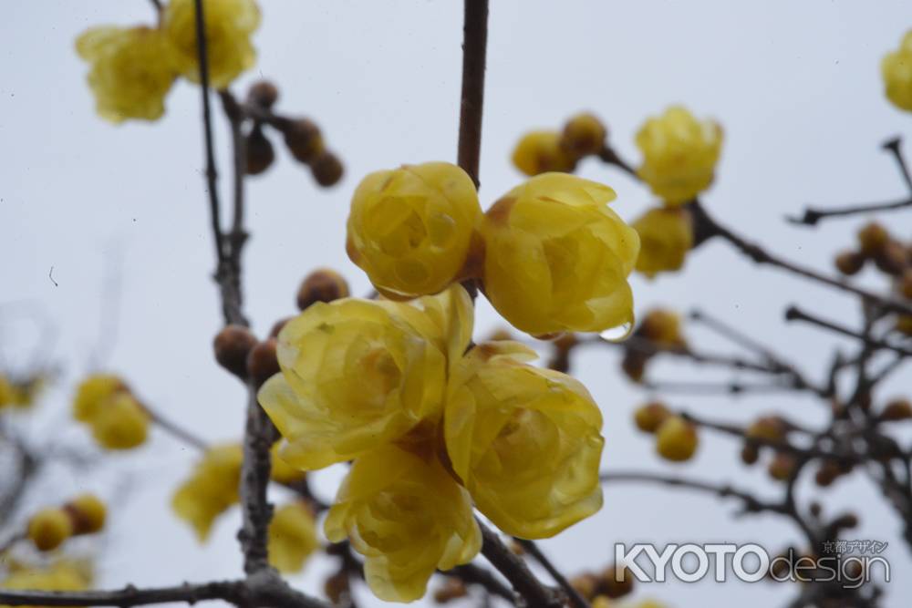 大蓮寺　蝋梅　曇り１