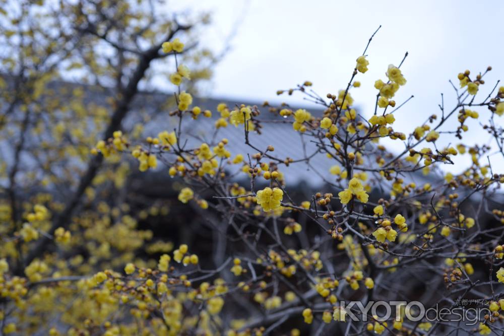 大蓮寺　蝋梅４