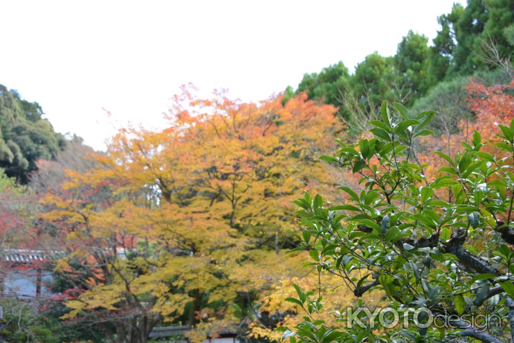 泉涌寺　紅葉２