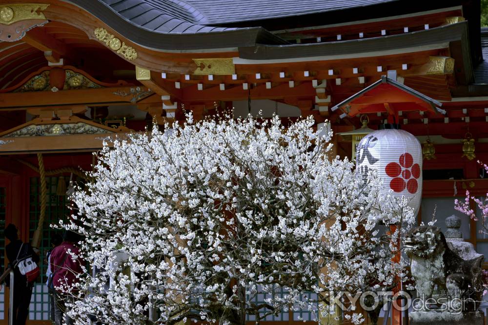 長岡天満宮　梅３