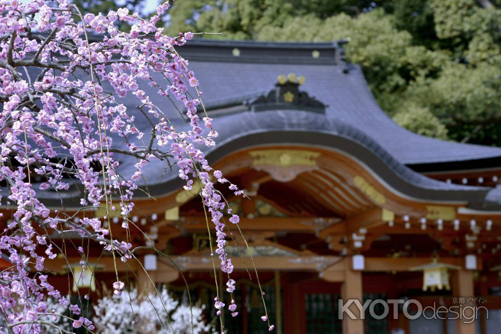 長岡天満宮　2018梅５