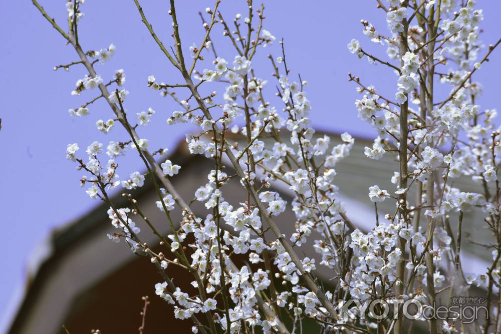 長岡天満宮　2018梅１３