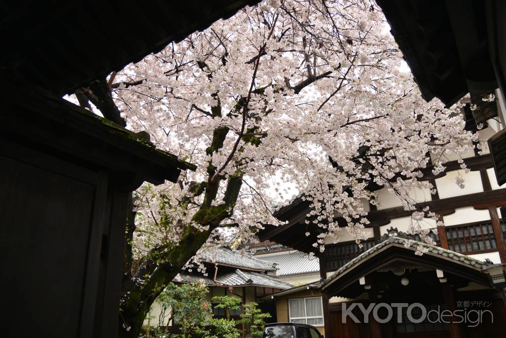 佛光寺　2017桜７