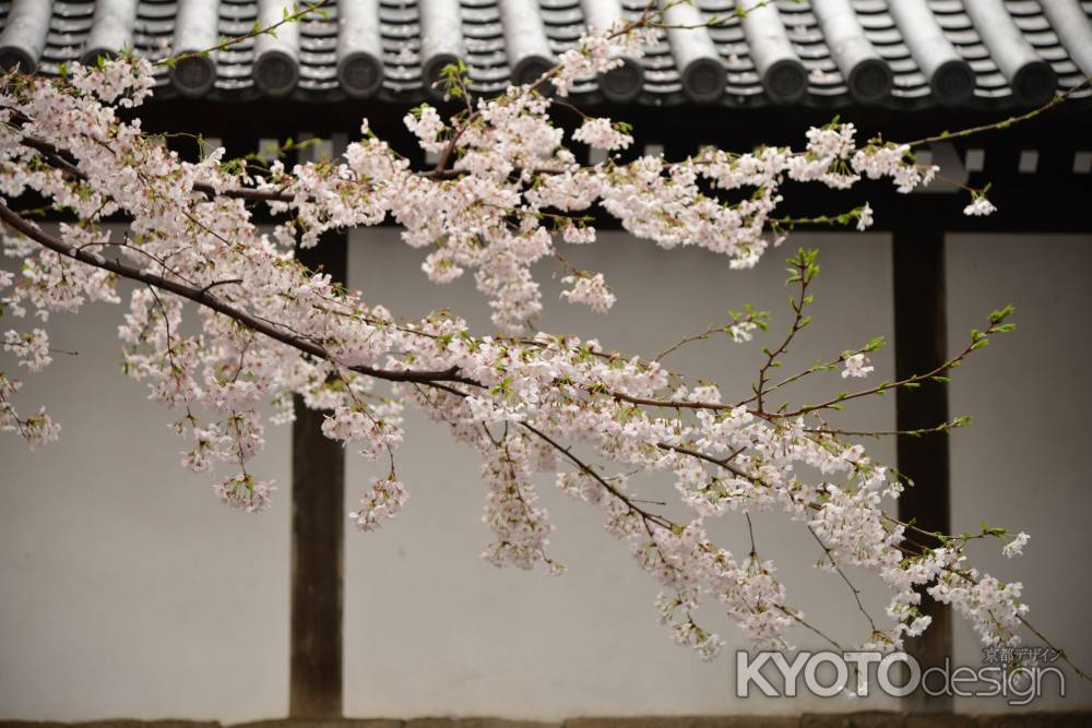 佛光寺　25017桜９