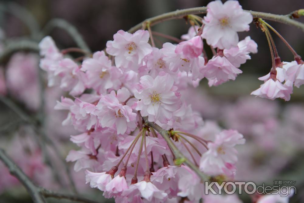 佛光寺　2017枝垂れ桜４