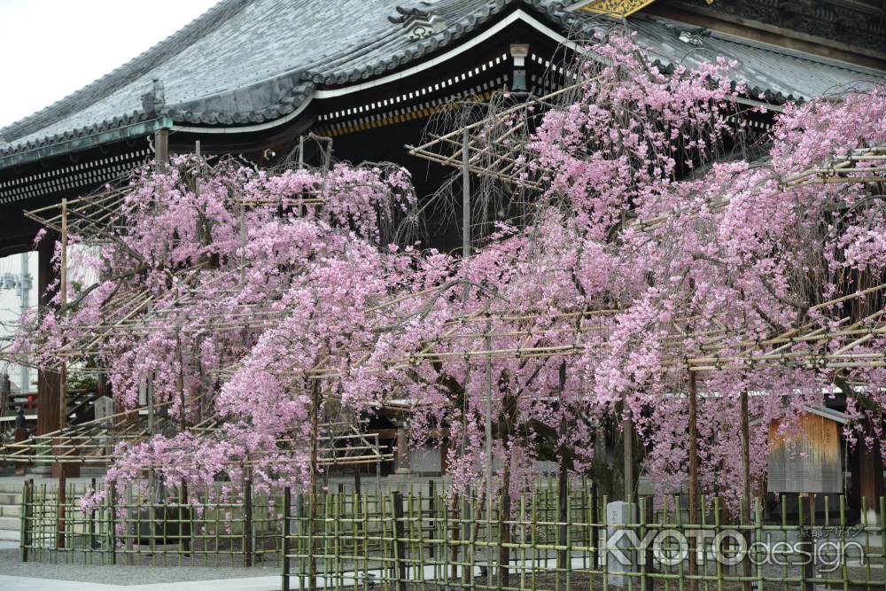 佛光寺　2017枝垂れ桜５