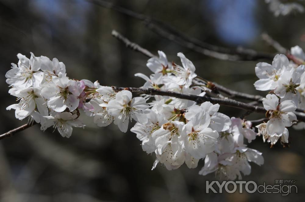 京都府立植物園　2018桜3