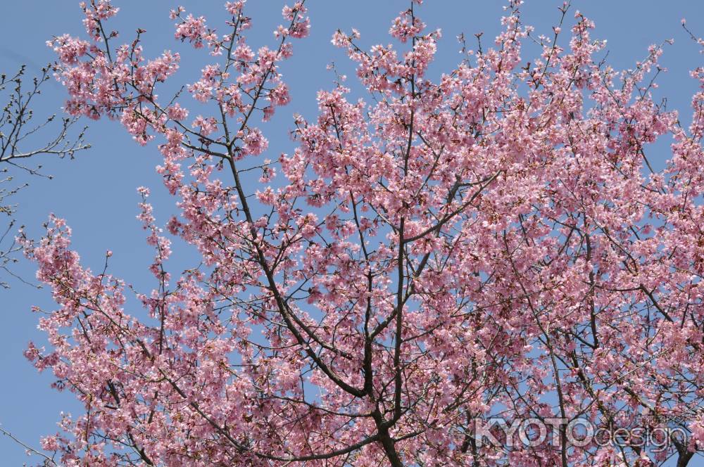 京都府立植物園　2018桜10