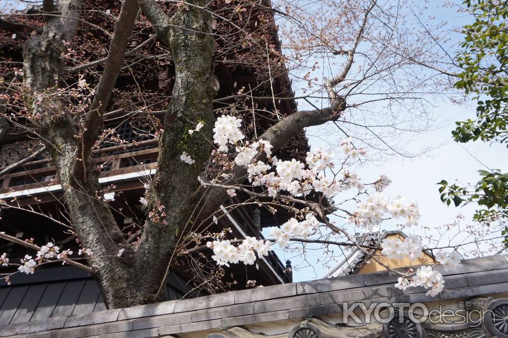 祇園閣　桜1