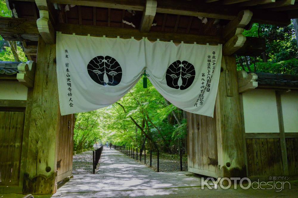 光明寺青もみじ18