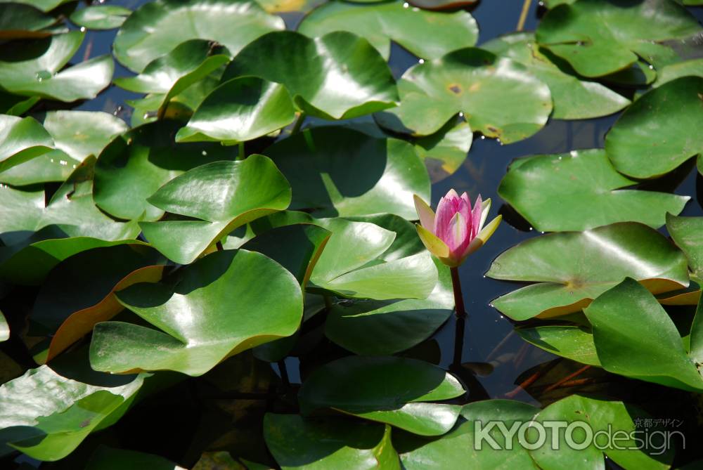 平安神宮神苑の睡蓮