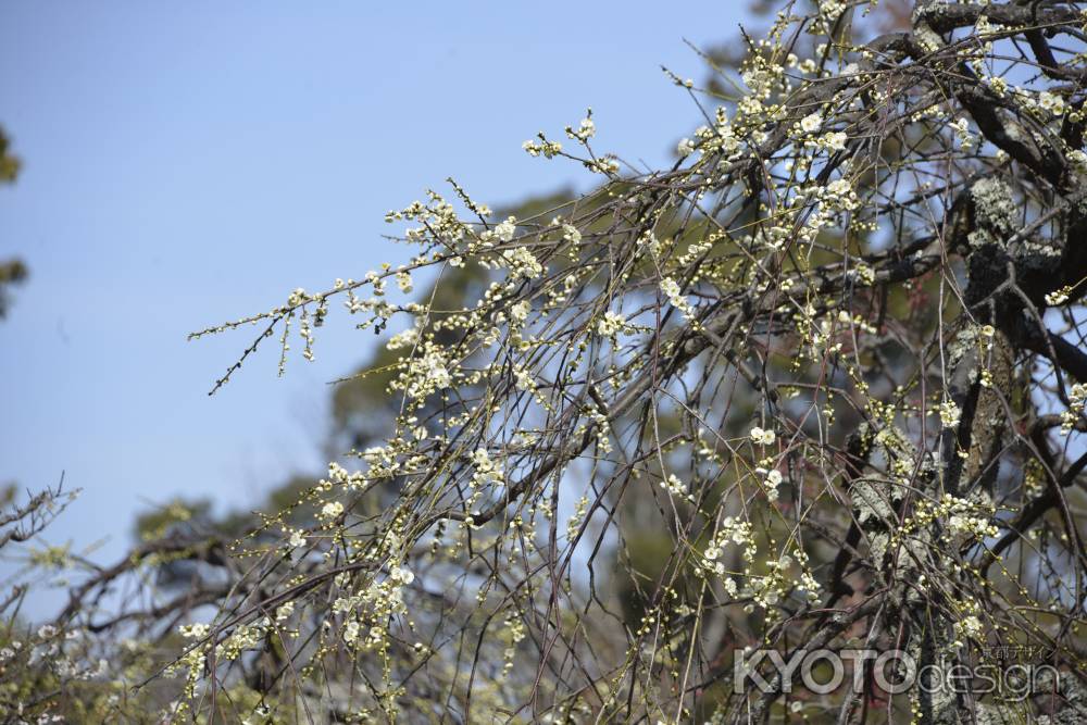 長岡天満宮　早春の白梅