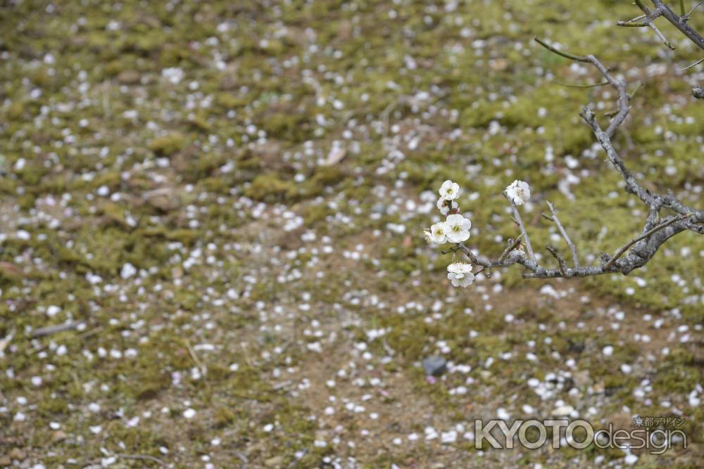 花びら散らばる