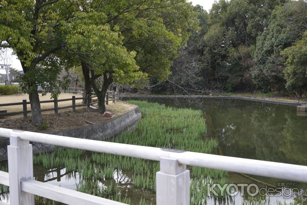 池のカキツバタ