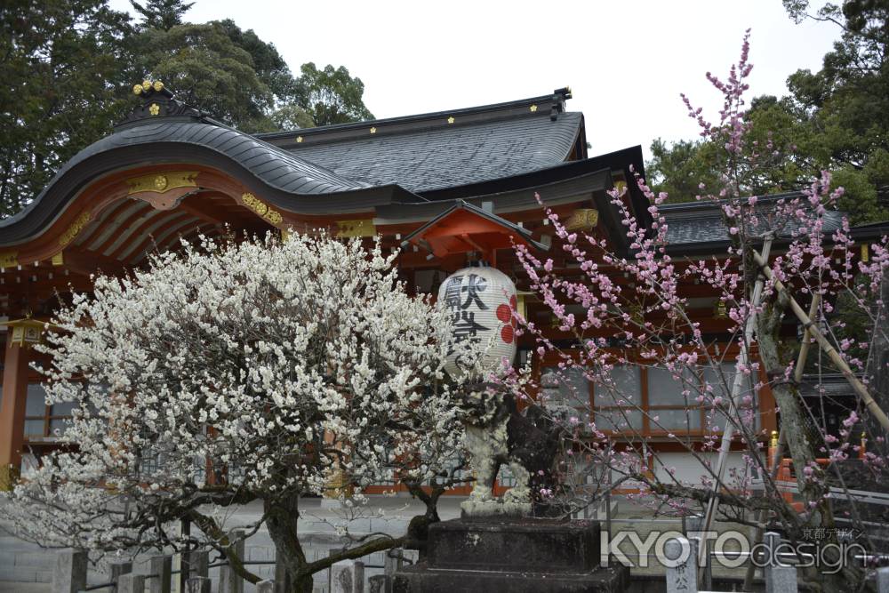 天満宮の紅白梅