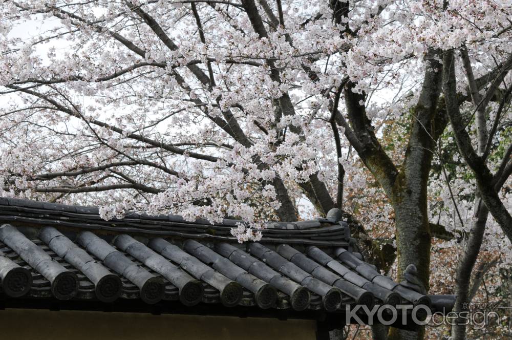 醍醐寺　満開です