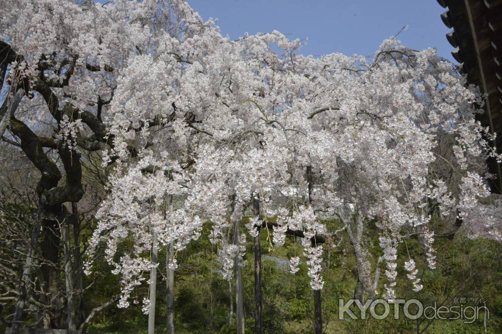 善峯寺　満開のしだれ桜