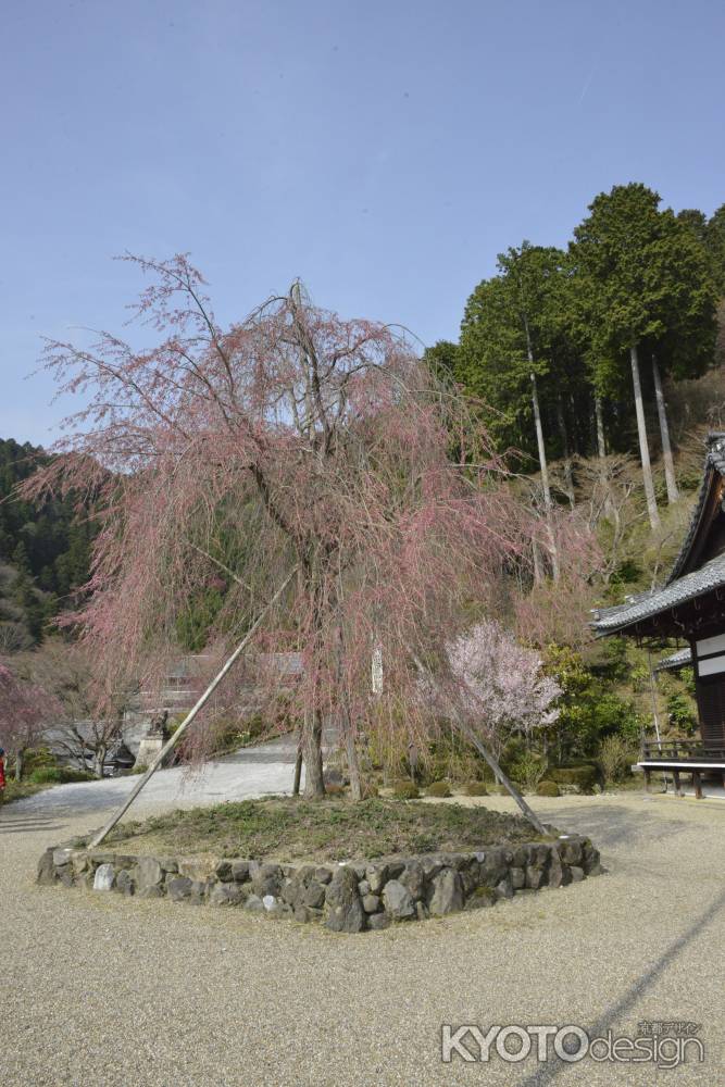 善峯寺　通り過ぎた春
