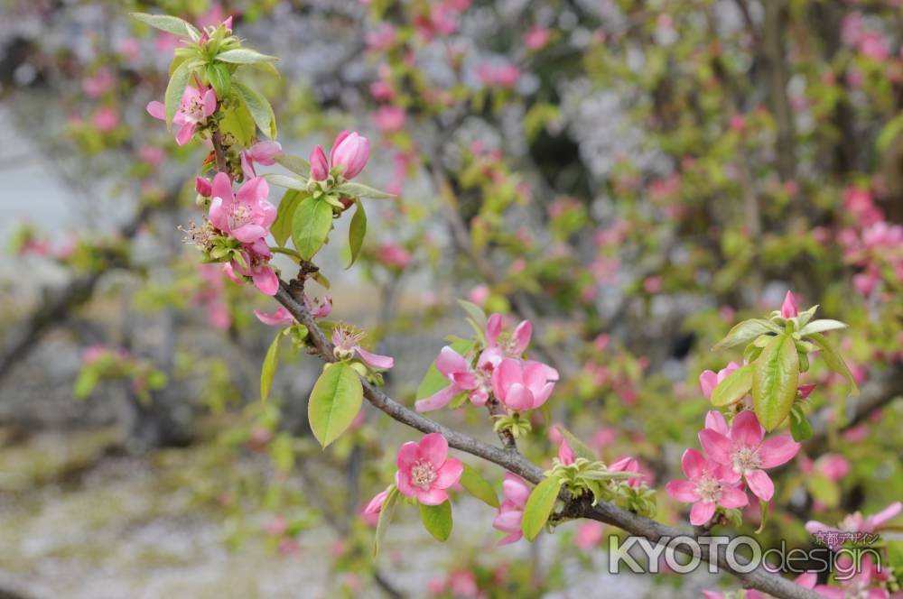 愛らしい花梨の花