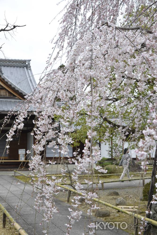 大きく枝を垂れる