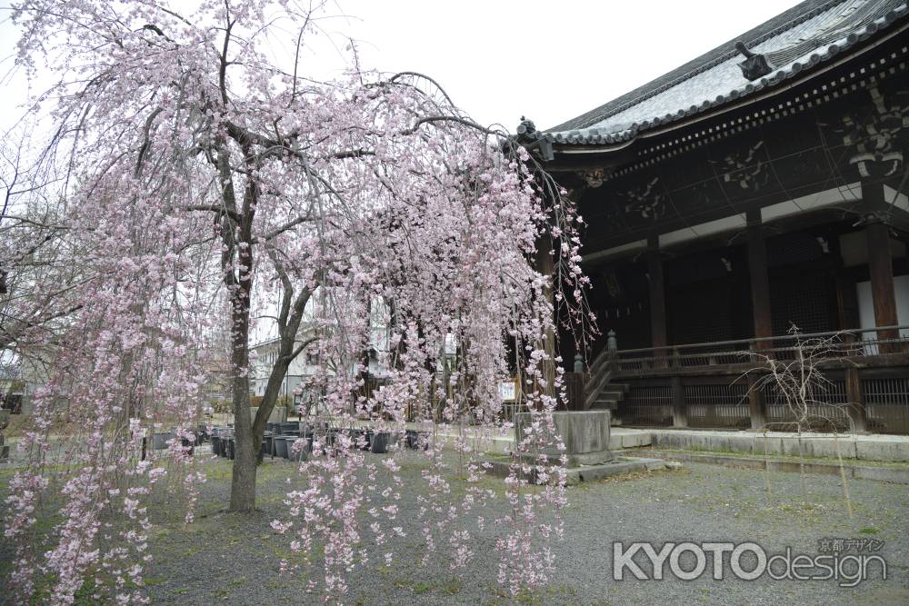 立本寺　しだれサクラ
