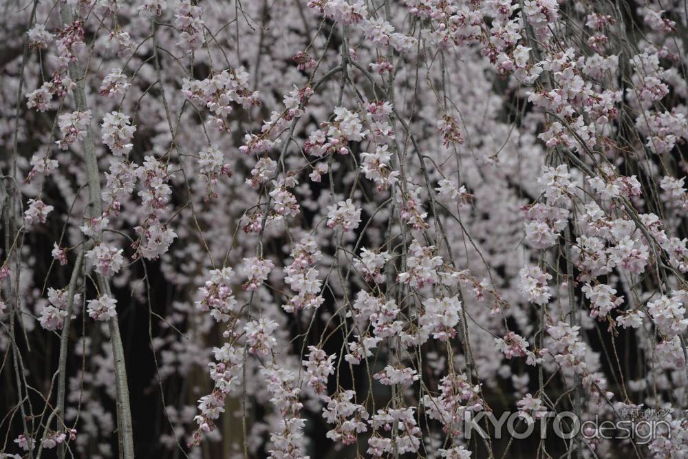 立本寺　満面のサクラ