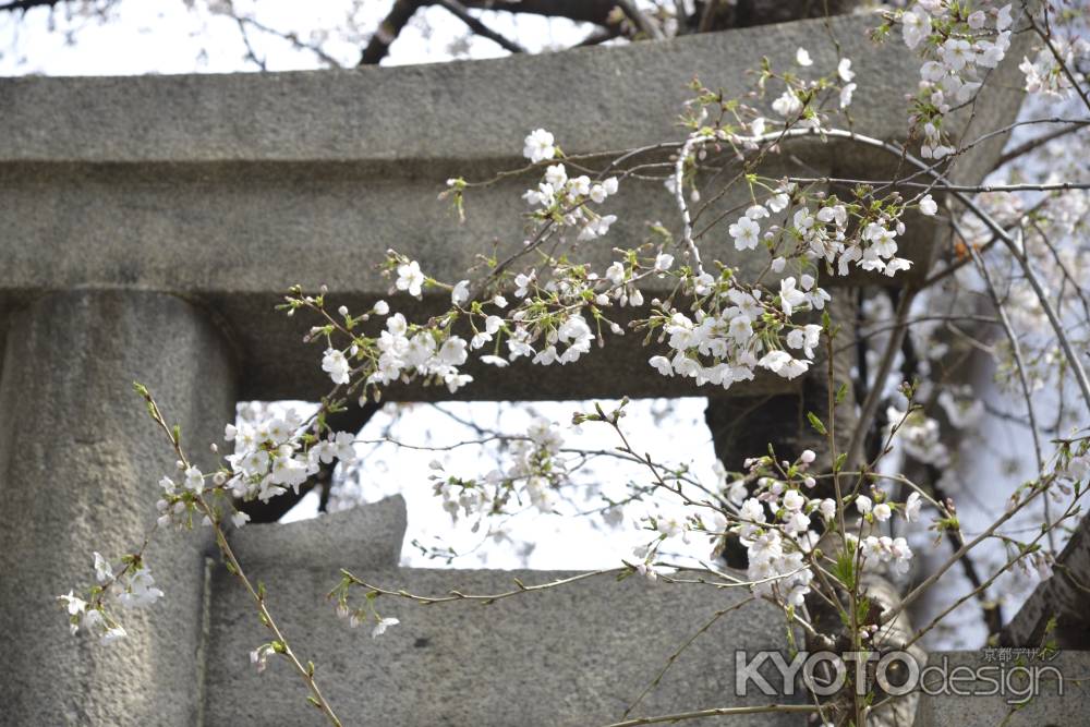 菅大臣神社　石鳥居をバックに