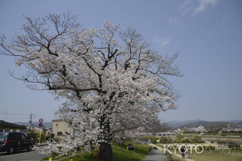 加茂街道に映えるサクラ