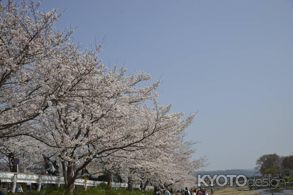桜が続く半木の道