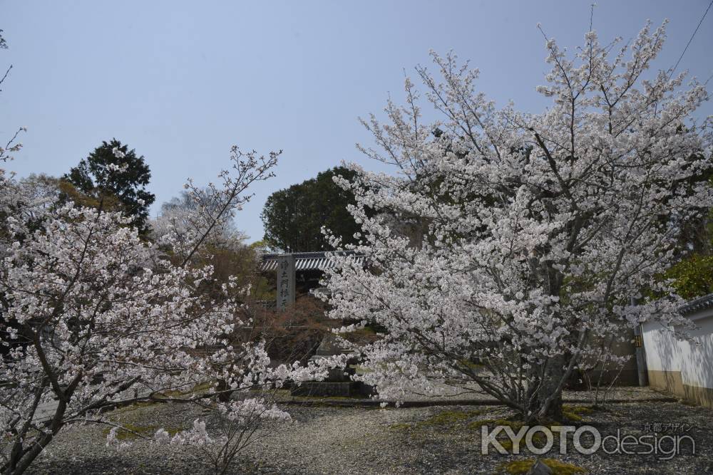 光明寺　門前のサクラ