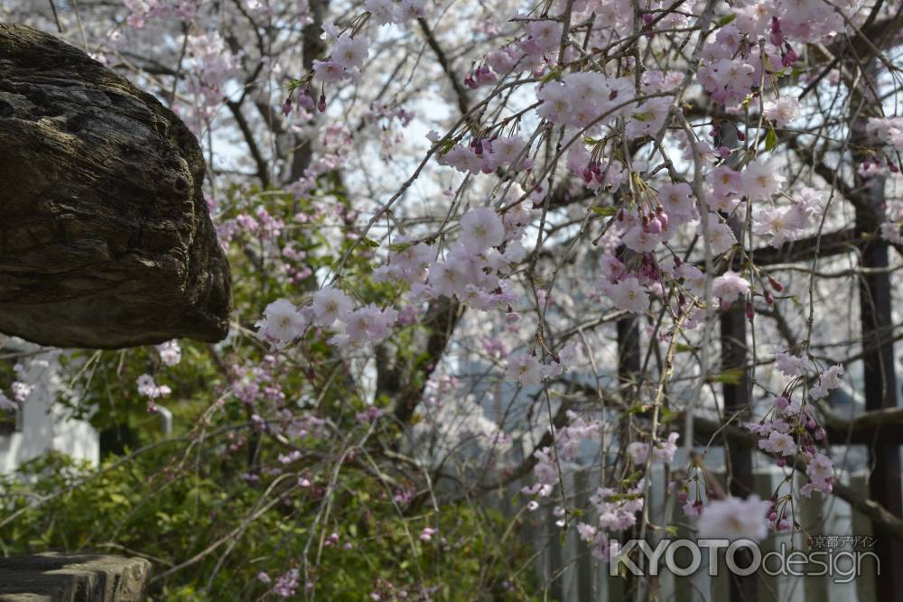 大歳神社　枝垂れるサクラ