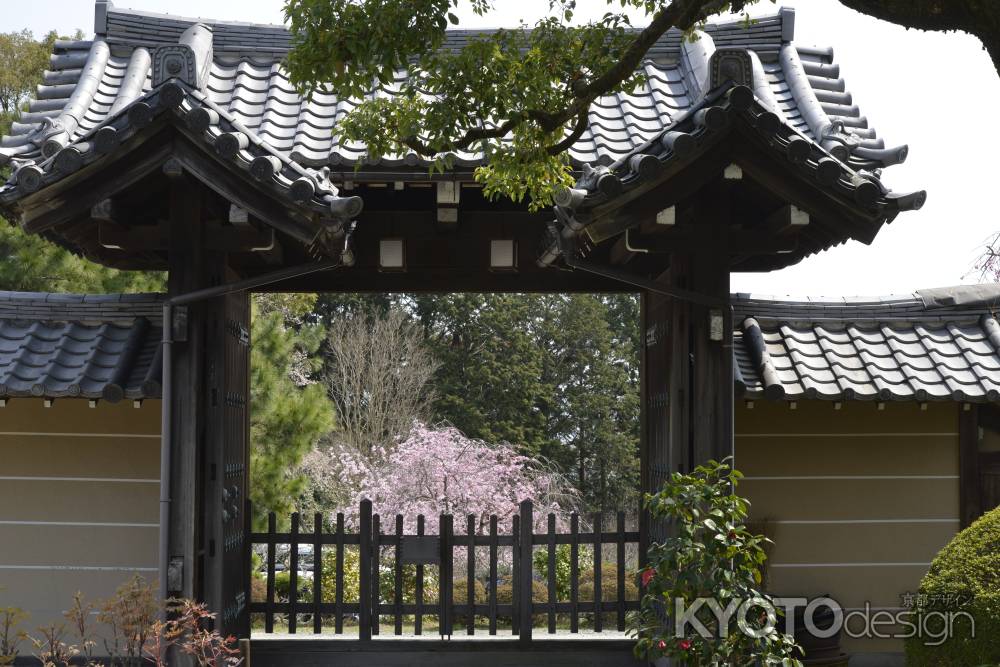 正法寺　門の向こうの春