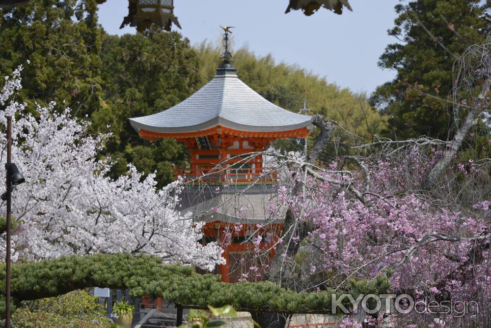 正法寺　桜に囲まれる遍照塔