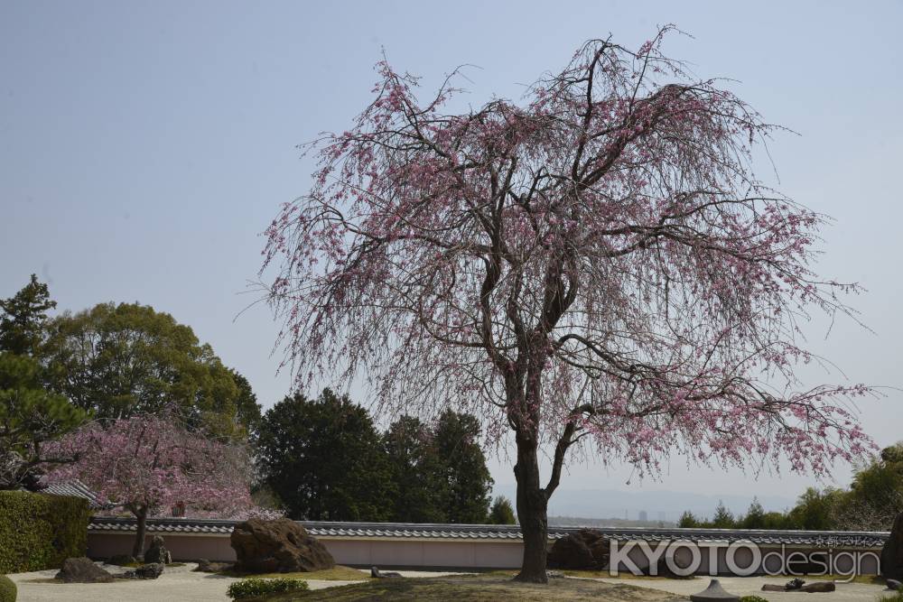 正法寺　宝生苑のしだれ桜