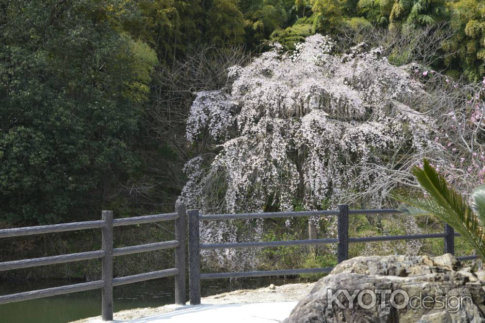 正法寺　山のサクラ