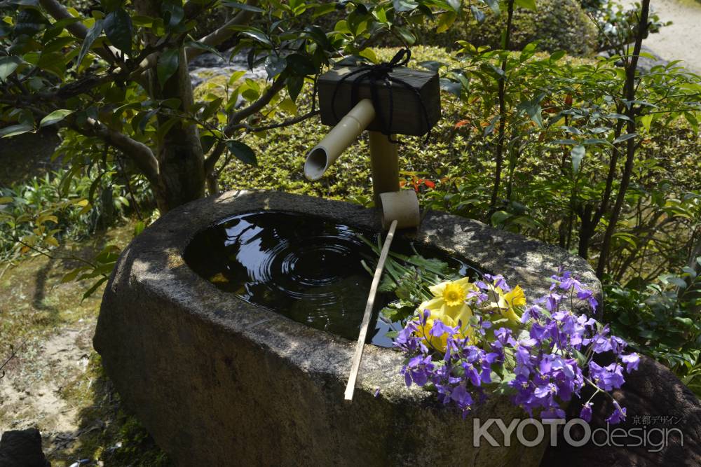 正法寺　水辺の花