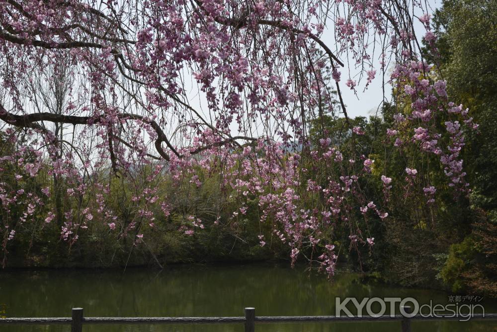正法寺　水辺の紅枝垂れ