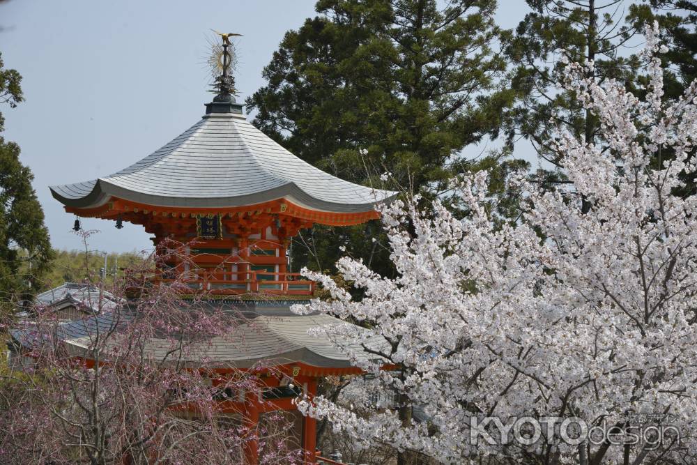 正法寺　桜に包まれて