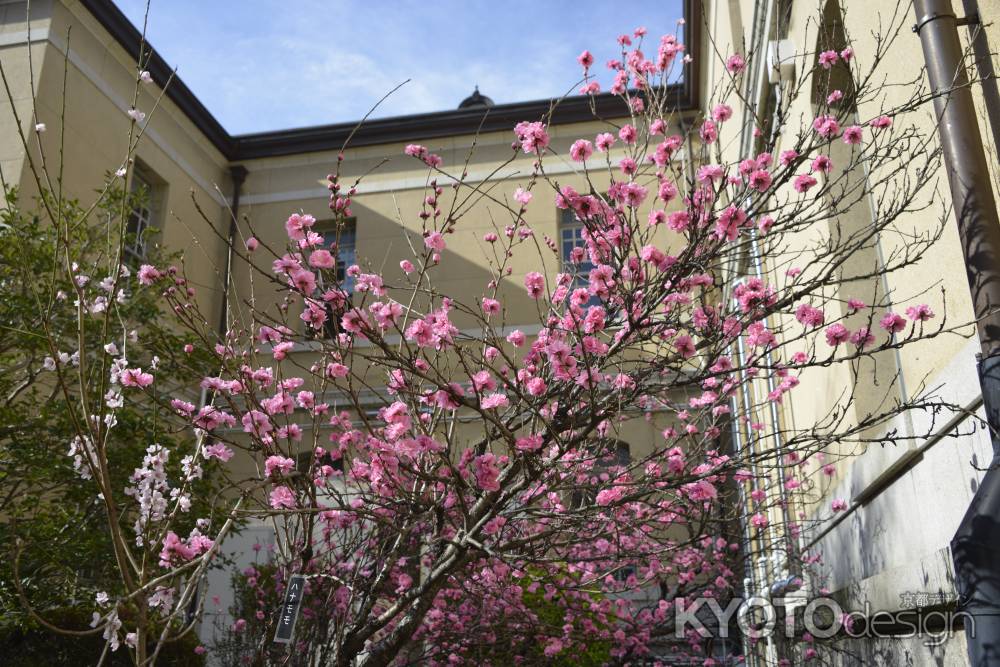 府庁の花桃