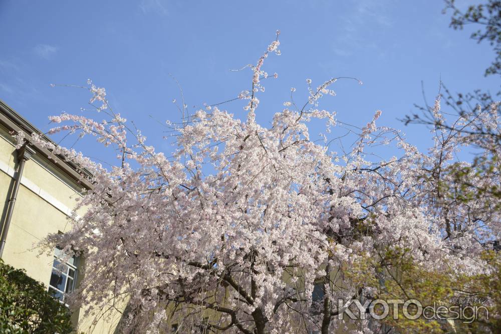 府庁の枝垂れ桜