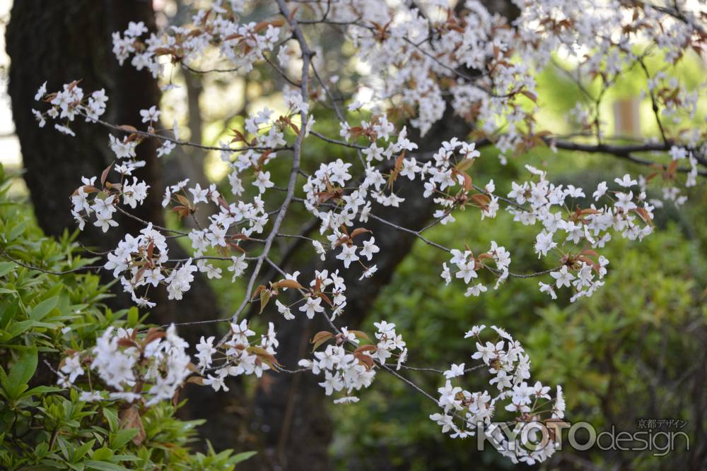 府庁　かたもりざくら