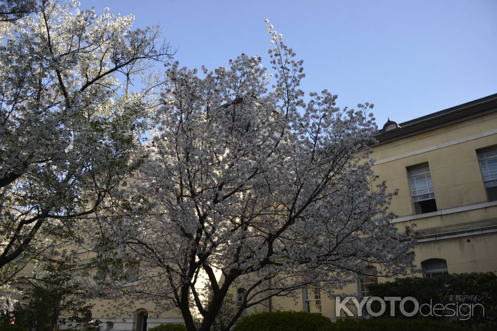府庁のサクラ