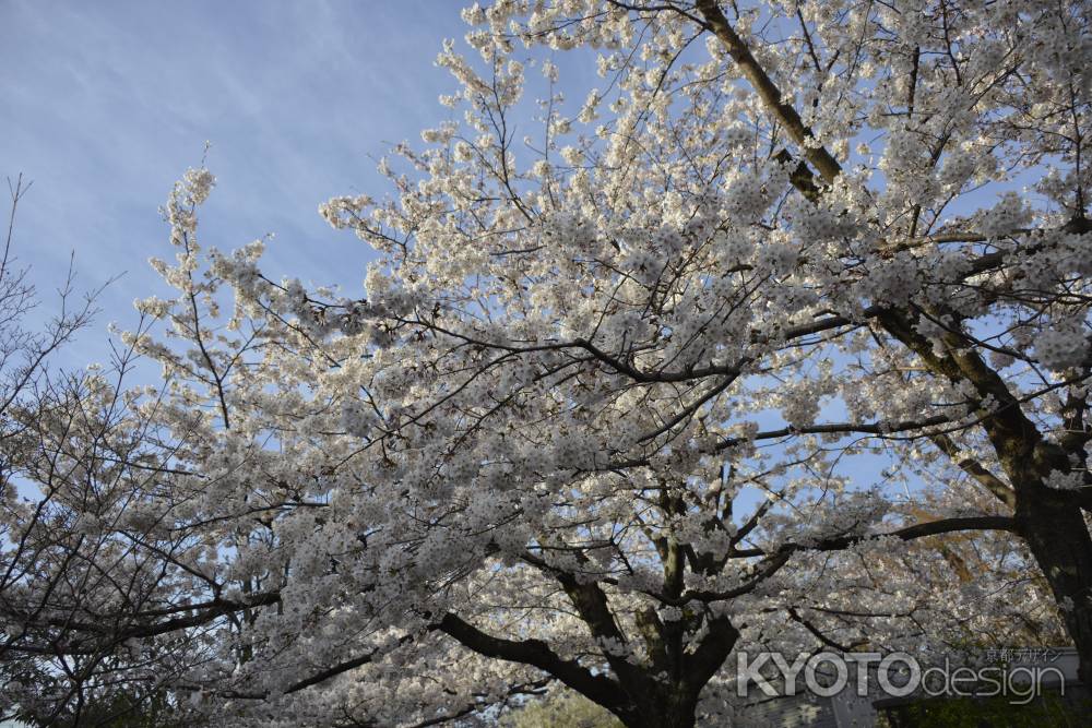 上品蓮台寺　華やぐ桜