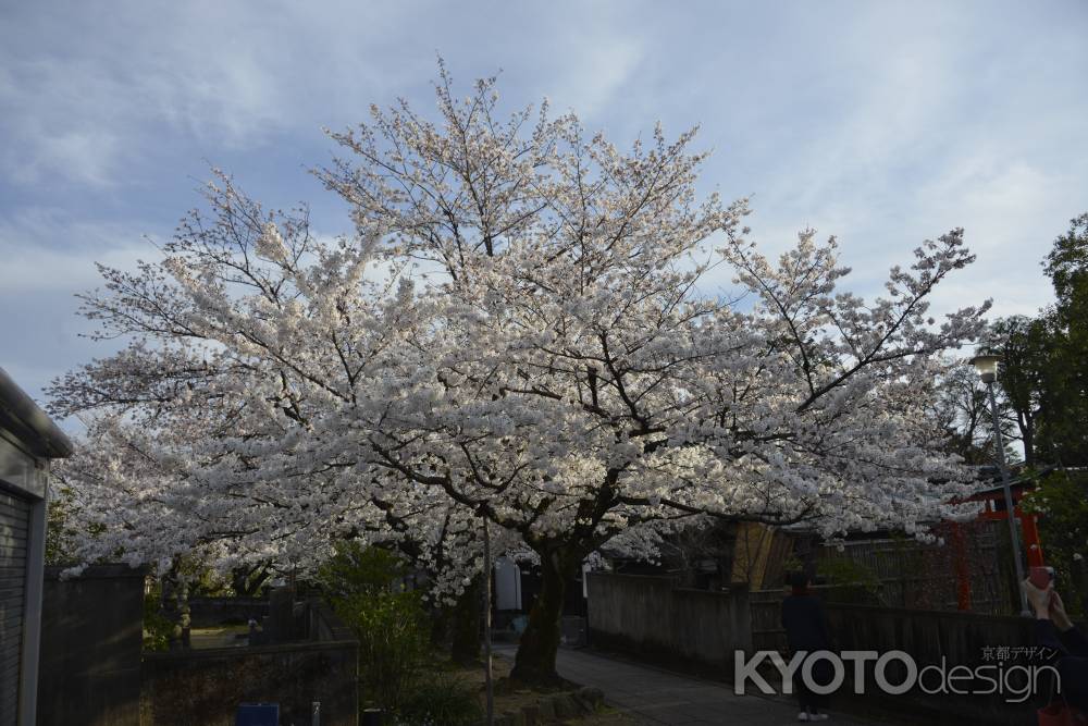 上品蓮台寺　見事です