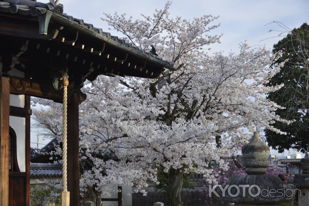 上品蓮台寺　華やぐ境内