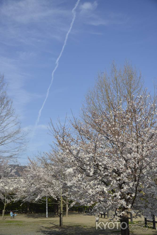 桜と飛行機雲