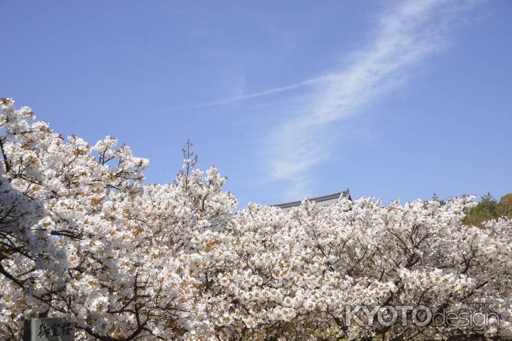仁和寺　大空の下に
